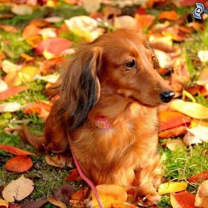 Meet your Posher, Janet